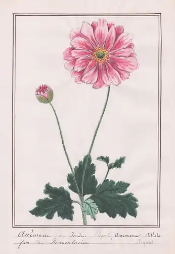 Anemone des Jardin / Anemone Stellata - Stern-Anemone broad-leaved anemone / Botanik botany / Blume flower / P