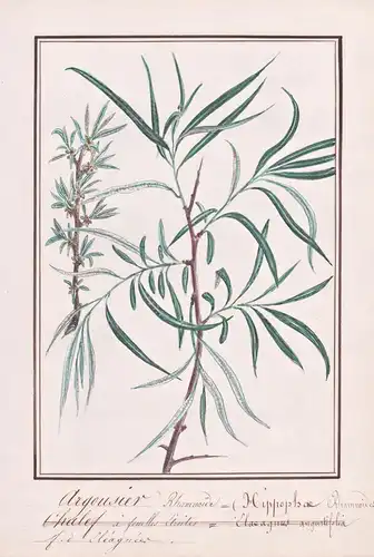 Argousier Rhamnoide = Hippophae Rhamnoides - Sanddorn sea-buckthorn / Botanik botany / Blume flower / Pflanze