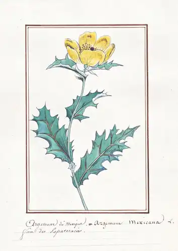 Argemone du mexique = Argemone mexicana - Mexikanischer Stachelmohn Mexican poppy / Botanik botany / Blume flo