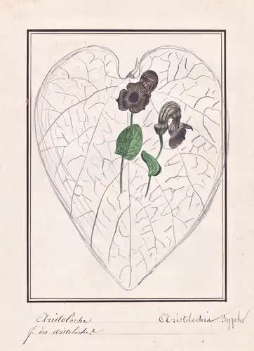 Aristoloche / Aristolochia Sypho - Pfeifenwinde Dutchman's pipe pipevine / Botanik botany / Blume flower / Pfl