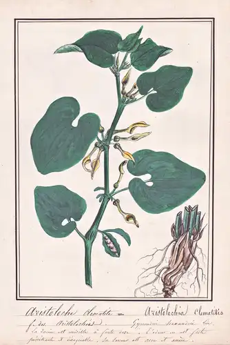 Aristoloche Clematite = Aristolochia Clematitis - Osterluzei birthwort / Botanik botany / Blume flower / Pflan