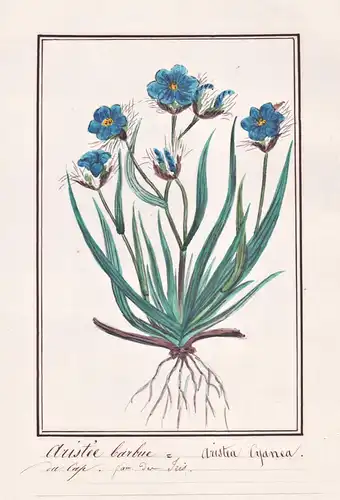Aristee barbue = Aristea Cyanea - Grannenlilie Schwertlilie Iris / Botanik botany / Blume flower / Pflanze pla