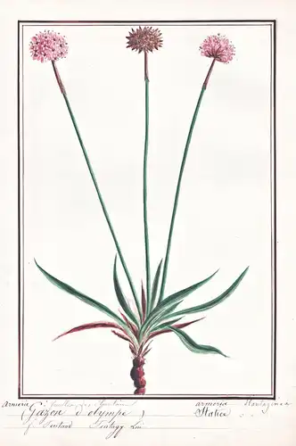 Armerie, Gazon d'Olympe = Armeria Plantaginea - Grasnelke lady's cushion / Botanik botany / Blume flower / Pfl