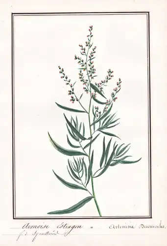 Armoise Estragon = Artemisia dracunculus - Estragon Tarragon / Heilpflanze medicinal herb / Botanik botany / B