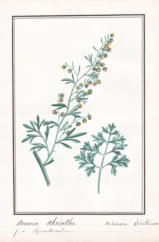 Armoise Absinthe = Artemisia absinthium - Wermut common wormwood Bitterer Beifuß / Botanik botany / Blume flow