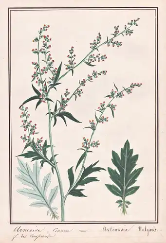 Armoise Commune = Artemisia vulgaris - Gewöhnlicher Beifuß mugwort riverside wormwood / Botanik botany / Blume