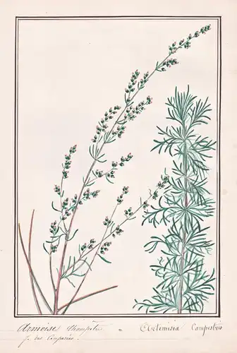 Armoise Champetre = Artemisia campestris - Feld-Beifuß mugwort beach wormwood / Botanik botany / Blume flower