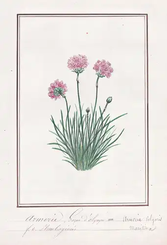 Armerie, Gazon d'Olympe = Armeria Vulgaris - Grasnelke lady's cushion / Botanik botany / Blume flower / Pflanz