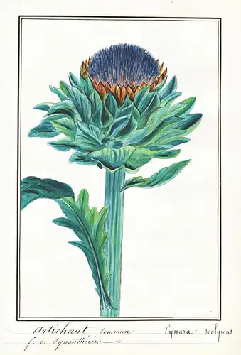 Artichaut Commun / Cynara scolymus - Artischocke artichoke / Botanik botany / Blume flower / Pflanze plant