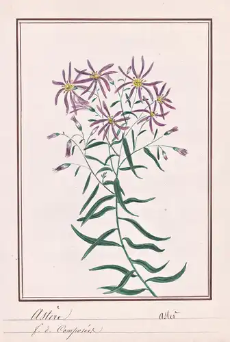 Astere / Aster - Aster / Botanik botany / Blume flower / Pflanze plant