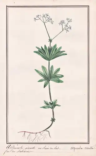 Asperule odorante ou Reine des Bois / Asperula Odorata - Waldmeister sweet woodruff / Botanik botany / Blume f