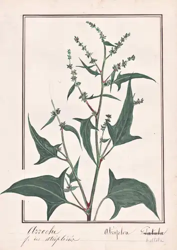 Arroche / Atriplex hastata - Spieß-Melde hastate orache / Heilpflanze medicinal herb / Botanik botany / Blume