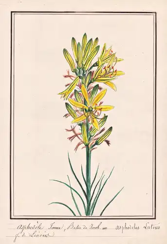 Asphodele Jaune, Baton de Jakob / Asphodelus Luteus - Gelber Affodill Goldwurz king's spear, yellow asphodel /