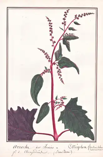 Arroche des Jardins / Atriplex hortensis rubra - Rote Melde red orache / Heilpflanze medicinal herb / Botanik