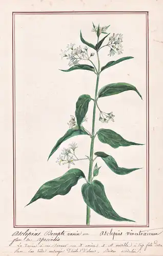 Asclepias Dompte venin = Asclepias vincetoxicum - Weiße Schwalbenwurz white swallow-wort / Botanik botany / Bl