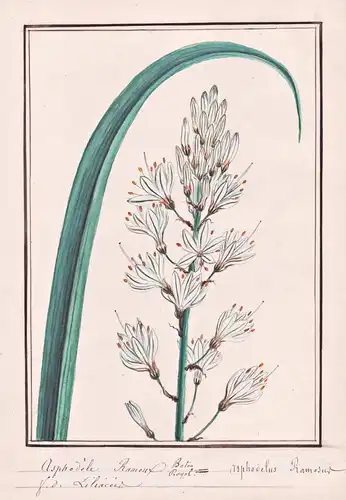Asphodele Rameus / Asphodelus Ramosus - Ästiger Affodill branched asphodel / Botanik botany / Blume flower / P
