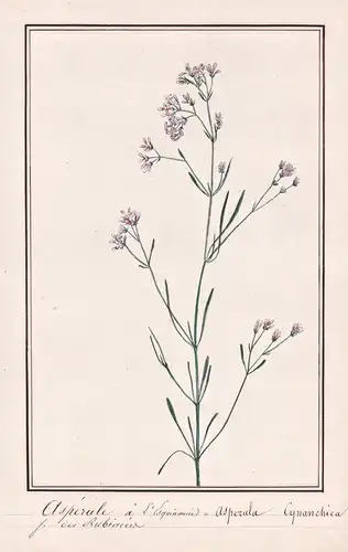 Asperule a l'Esquinancie / Asperula Cynanchica - Hügel-Meister squinancywort / Botanik botany / Blume flower /