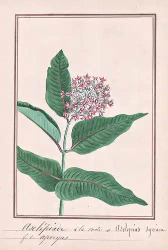 Asclepiade a la ouate = Asclepias syriaca - Seidenpflanze milkweed / Botanik botany / Blume flower / Pflanze p