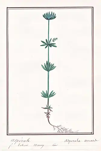 Asperule / Asperula arvensis - Acker-Meier Acker-Meister blue woodruff / Botanik botany / Blume flower / Pflan