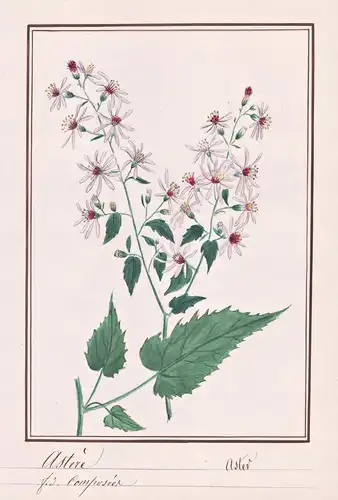 Astere / Aster - Aster / Botanik botany / Blume flower / Pflanze plant