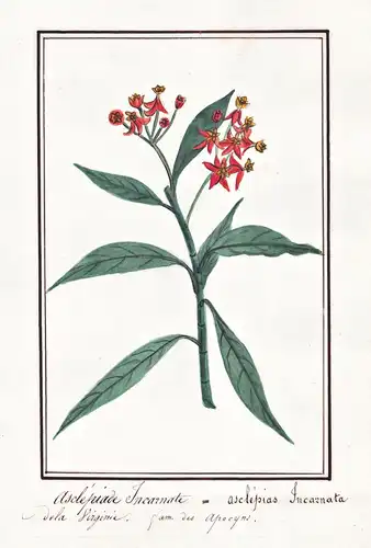 Asclepiade Incarnate = Asclepias incarnata - Sumpf-Seidenpflanze swamp milkweed / Botanik botany / Blume flowe