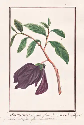 Asiminier a Grandes fleurs / Asimina Grandiflora - Papau Indianerbanane Pawpaw American papaw, pawpaw / Botani
