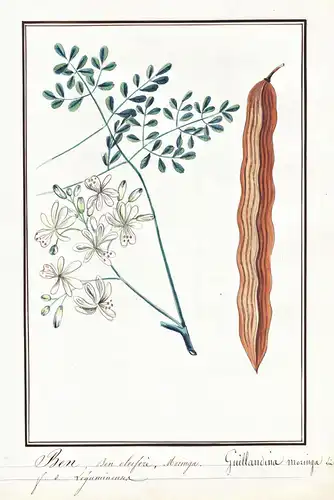 Ben oleifere Moringa = Guillandina moringa - Bennussgewächs / Botanik botany / Blume flower / Pflanze plant
