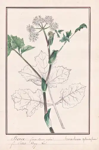 Berce / Heracleum spondylium - Wiesen-Bärenklau hogweed / Botanik botany / Blume flower / Pflanze plant