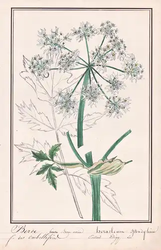 Berce / Heracleum spondylium - Wiesen-Bärenklau hogweed / Botanik botany / Blume flower / Pflanze plant