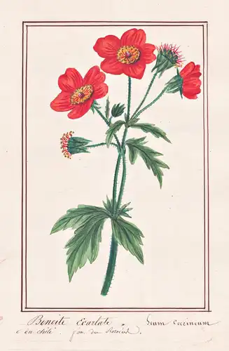 Benoite Ecarlate = Geum coccineum - Rote Nelkenwurz wood avens / Botanik botany / Blume flower / Pflanze plant