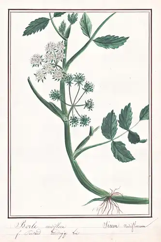 Berle modiflore / Sium nodiflorum - Knotenblütiger Sellerie fool's watercress / Botanik botany / Blume flower
