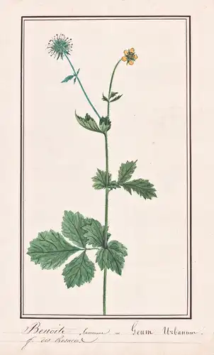 Benoite Commune = Geum urbanum - Echte Nelkenwurz wood avens / Botanik botany / Blume flower / Pflanze plant