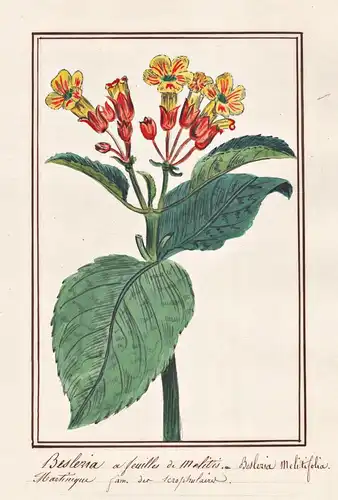 Besleria a feuilles de melitis = Besleria multifolia - Botanik botany / Blume flower / Pflanze plant