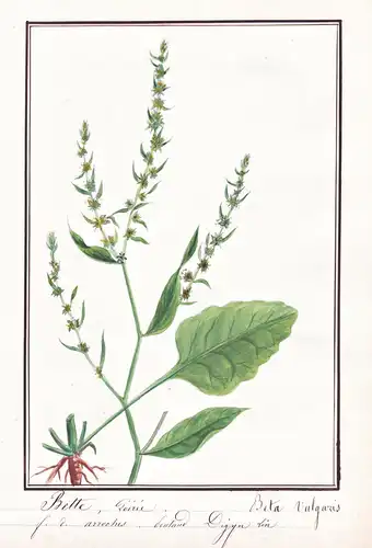 Bette / Beta vulgaris - Rübe beet / Botanik botany / Blume flower / Pflanze plant
