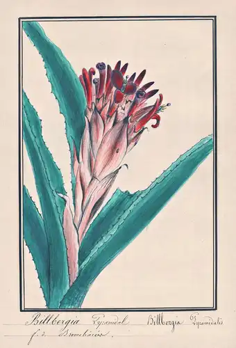 Billardiere Pyramidale / Billbergia Pyramidalis - flaming torch / Botanik botany / Blume flower / Pflanze plan