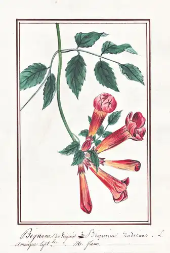 Bignone de Virginie / Bignonia radicans - Amerikanische Klettertrompete trumpet vine / Botanik botany / Blume