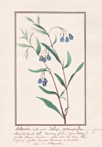 Billardiere a feuilles de saule / Sollya Heterophylla - Blauglöckchen / Botanik botany / Blume flower / Pflanz