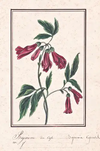 Bignone du Cap / Bignonia Capensis - Kap-Geißblatt / Botanik botany / Blume flower / Pflanze plant