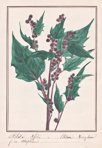 Blete effile = Blitum virgatum - Echter Erdbeerspinat leafy goosefoot / Botanik botany / Blume flower / Pflanz