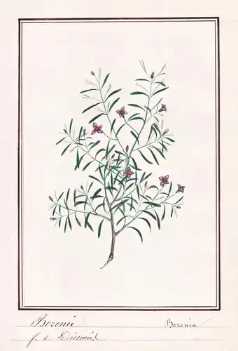Boronie / Boronia - Korallenraute / Botanik botany / Blume flower / Pflanze plant