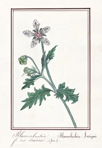 Blumenbachia / Blumenbachia Insignis - Schöngezeichnete Blumenbachie / Botanik botany / Blume flower / Pflanze