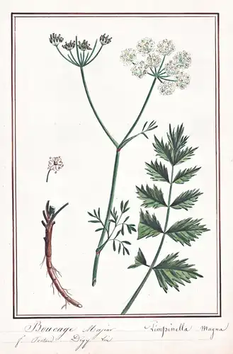 Boucage Major / Pimpinella magna - Große Bibernelle burnet-saxifrage Pimpinelle / Botanik botany / Blume flowe