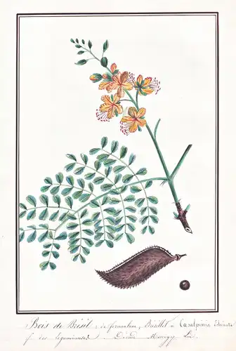 Bois de Bresil = Coesalpinia Echinata - Brasilholz brazilwood Pernambukholz  / Botanik botany / Blume flower /