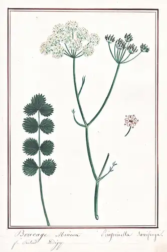 Boucage Mineuve / Pimpinella saxifraga - Kleine Bibernelle burnet-saxifrage / Botanik botany / Blume flower /
