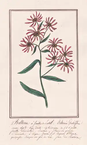 Boltone a feuilles de Castel / Boltonia Glastifolia - Sternwolkenaster / Botanik botany / Blume flower / Pflan
