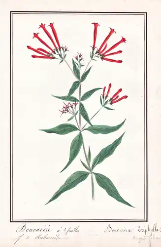 Bouvardie a 3 feuilles / Bouvardia Triphylla - Botanik botany / Blume flower / Pflanze plant