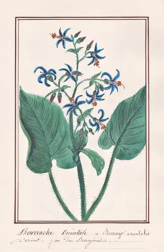 Bourrache orientale / Borago orientalis - Orient-Rauling early-flowering borage / Botanik botany / Blume flowe