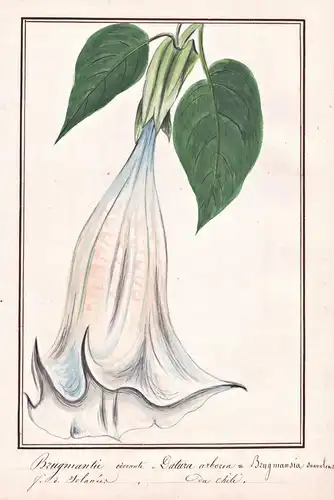 Brugmantie odorante = Datura arborea = Brugmansia suaveolens - Engelstrompete white angel trumpet / Chile / Bo