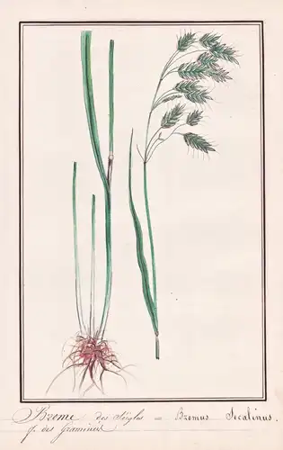 Brome des Seigles / Bromus Secalinus - Roggen-Trespe rye brome / Botanik botany / Blume flower / Pflanze plant