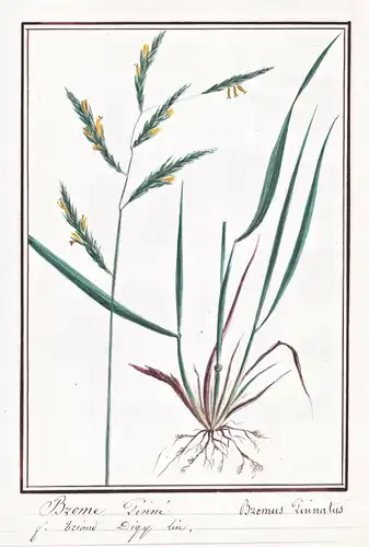 Brome Pinne / Bromus Pinnatus - Fiederzwencke heath false brome tor-grass / Botanik botany / Blume flower / Pf